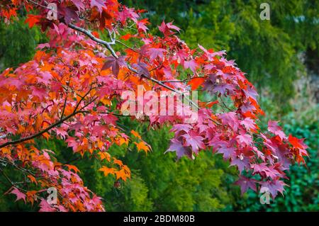 Splendidi colori autunnali in contrasto con i lussureggianti giardini della foresta temperata a Daylesford in Victoria, Australia. Foto Stock