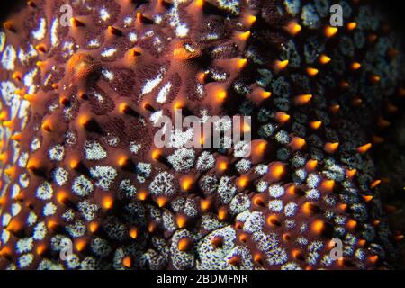 Primo piano di una stella cuscino Panamic (Pentaceraster cumingi) in Baja California sur, Messico, Mare di Cortez, Oceano Pacifico, colore Foto Stock