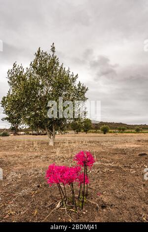 Basso punto di vista di splendidi fiori di campo rosa in primo piano con alberi in un oliveto a metà terreno e un edificio cambiamento climatico nel cielo. Foto Stock