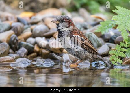 (Haussperling Passer domesticus) Männchen Foto Stock