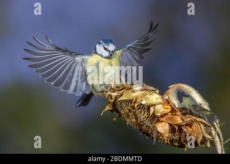 Blaumeise (Cyanistes caeruleus) beim Landeanflug Foto Stock