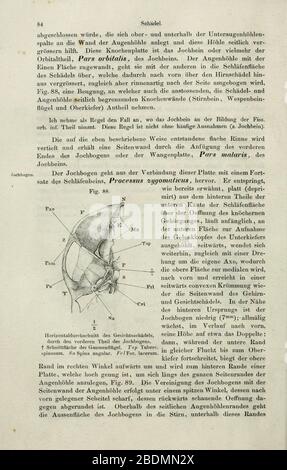 Handbuch der systematischen anatomie des Menschen (pagina 84) Foto Stock