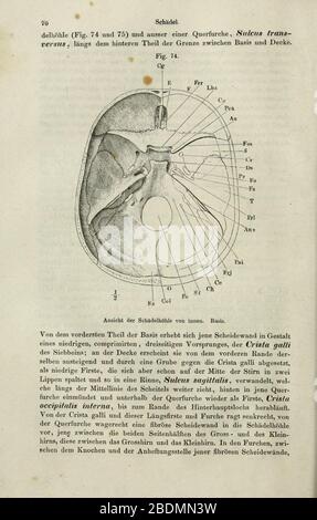 Handbuch der systematischen anatomie des Menschen (pagina 70) Foto Stock