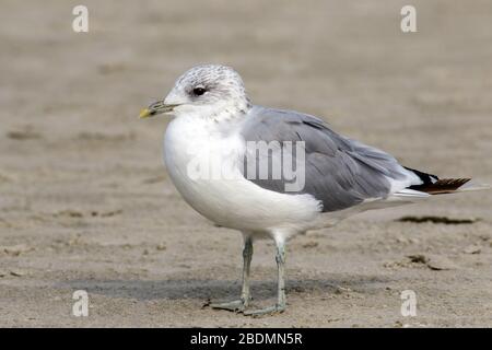 Sturmmöwe (Larus canus) Foto Stock