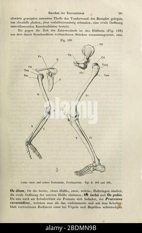 Handbuch der systematischen anatomie des Menschen (pagina 201) Foto Stock