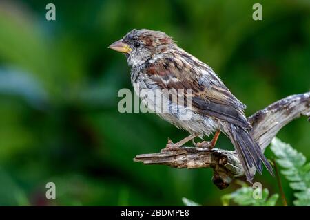 (Haussperling Passer domesticus) Männchen Foto Stock