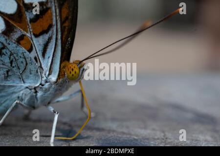 Macro colpi di farfalle a riposo. Foto Stock