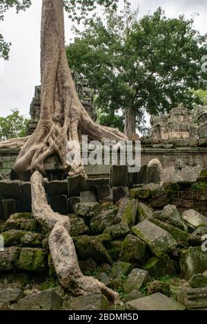 Rovine Khmer a Ta Prohm riprese dalla natura Foto Stock