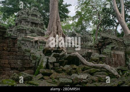 Rovine Khmer a Ta Prohm riprese dalla natura Foto Stock