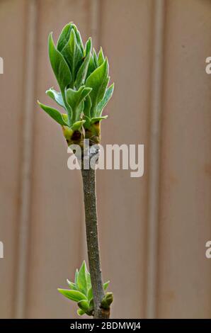 Paulownia tomentosa giovane albero con foglie fresche in primavera, Sofia, Bulgaria Foto Stock