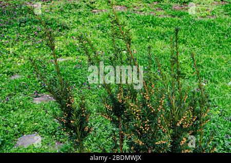Interessante vista di abete o primavera di Picea abies con nuovi coni nel giardino, Sofia, Bulgaria Foto Stock