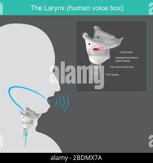 La Larynx. Il meccanismo per generare la voce umana può essere suddiviso in 3 parti dall'aria in polmoni, passato la laringe (casella vocale umana) Illustrazione Vettoriale