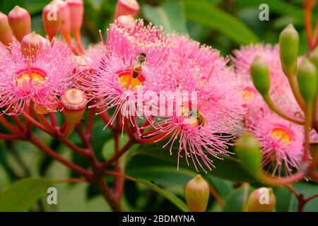 Rosa brillante Corymbia ficifolia fiore cluster, in closup, con due api miele. Foto Stock