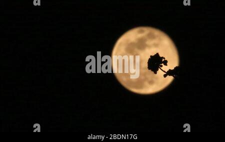 Kathmandu. 8 Aprile 2020. Foto scattata il 8 aprile 2020 mostra un fiore silhouetted contro la luna rosa super a Kathmandu, Nepal. Credit: Sunil Sharma/Xinhua/Alamy Live News Foto Stock