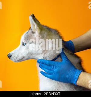 Veterinario indossare guanti di protezione mette il collare contro i parassiti sul grigio Husky razza cane Closeup isolato su sfondo arancione 2021 Foto Stock