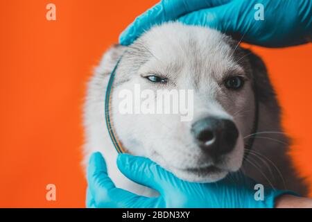 Veterinario indossare guanti di protezione mette il collare contro i parassiti sul grigio Husky razza cane Closeup isolato su sfondo arancione 2021 Foto Stock