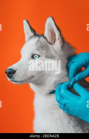 Veterinario indossare guanti di protezione mette il collare contro i parassiti sul grigio Husky razza cane Closeup isolato su sfondo arancione 2021 Foto Stock