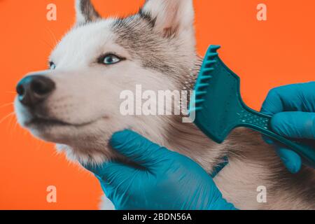 Specialista infermieristico pulisce la lana di un cane di razza Husky con un pettine isolato su sfondo arancione 2020 Foto Stock