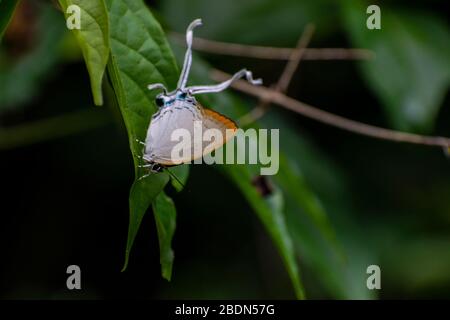 Macro colpi di farfalle a riposo. Foto Stock