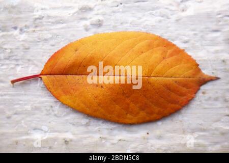 Ramo di autunno foglie Cherry Plum isolato su uno sfondo bianco. Studio . Le foglie di ciliegio rosso brillante. Spazzola le foglie di ciliegia in rosso Foto Stock