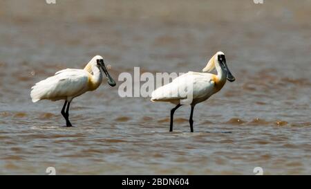 Fuzhou, provincia cinese del Fujian. 8 Aprile 2020. Le spatole a faccia nera riposano nelle zone umide dell'estuario del fiume Minjiang a Fuzhou, nella provincia del Fujian, nel sud-est della Cina, il 8 aprile 2020. Credit: Mei Yongcun/Xinhua/Alamy Live News Foto Stock