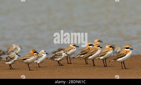 Fuzhou, provincia cinese del Fujian. 8 Aprile 2020. I piccoli plovers ad anello riposano alle zone umide dell'estuario del fiume Minjiang a Fuzhou, nella provincia del Fujian della Cina sudorientale, il 8 aprile 2020. Credit: Mei Yongcun/Xinhua/Alamy Live News Foto Stock