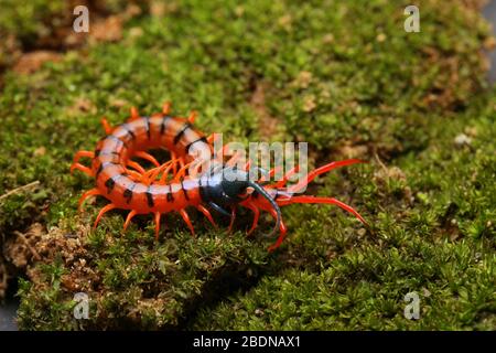 Giovane Centipede di Ciliegio Rosso Foto Stock