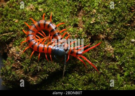 Giovane Centipede di Ciliegio Rosso Foto Stock