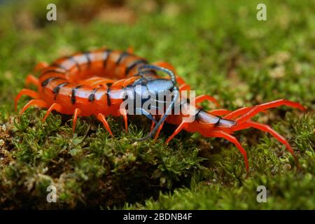 Giovane Centipede di Ciliegio Rosso Foto Stock