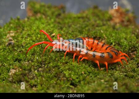 Giovane Centipede di Ciliegio Rosso Foto Stock