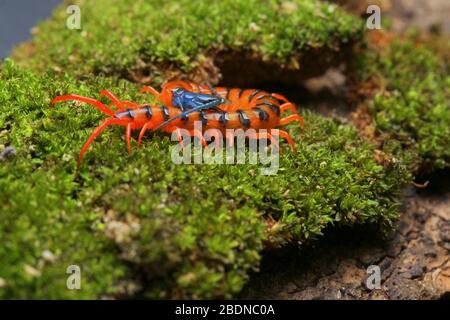 Giovane Centipede di Ciliegio Rosso Foto Stock
