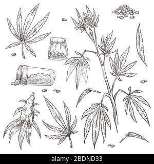 Medicina alternativa, pianta di cannabis e set di pillole di marijuana Illustrazione Vettoriale