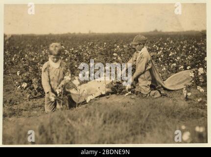 Lavoratori duri. Grady Carroll, raccoglitrice di cotone di nove anni. Raccoglie duecento libbre al giorno. Fratello ed, dieci anni sceglie trecento libbre al giorno. Un altro fratello di tredici anni Foto Stock