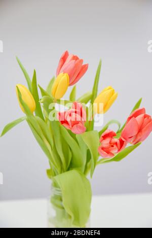 Immagine frontale in formato verticale di sette tulipani rossi e gialli in un vaso posto sopra il tavolo Foto Stock