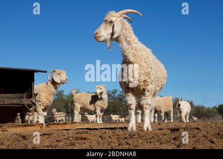 Capre di Angora in un paddock in una fattoria rurale sudafricana Foto Stock