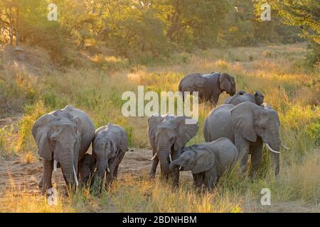 Mandria di elefanti africani (Loxodonta africana) alla luce del tardo pomeriggio, Parco Nazionale Kruger, Sudafrica Foto Stock