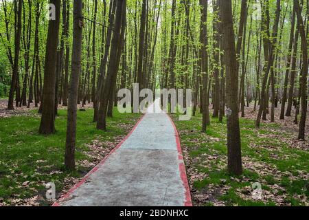 Percorso Biike lastricato tra gli alberi nel parco. Natura Foto Stock