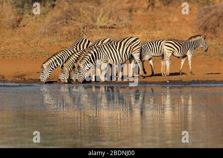 Mandria di pianura zebre (Equus burchelli) acqua potabile, Kruger National Park, Sud Africa Foto Stock