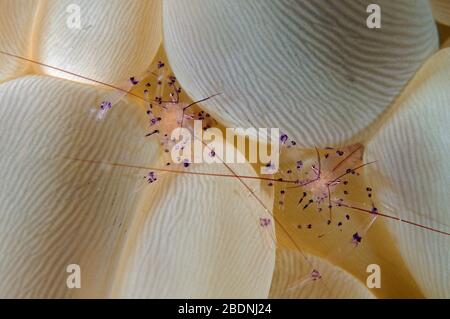 Bubble coral gamberetti, Vir philippinensis Raja Ampat Indonesia Foto Stock