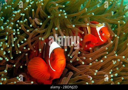 Dorso-guancia anemonefishes, Premnas bieculatus Raja Ampat Indonesia Foto Stock
