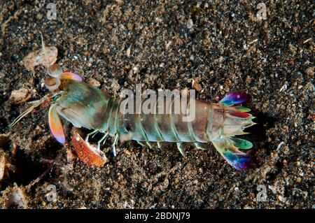 Mantis Shrimp dalle orecchie rosa, Odontodactylus latirostris, Lembeh Strait, Sulawesi, Indonesia Foto Stock