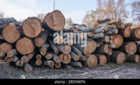 Un mucchio di legno tagliato moncone. Pile impilate legno naturale segato. Foto Stock