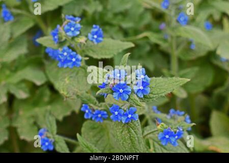 Dissolvimi-non fiori che crescono nel prato Foto Stock