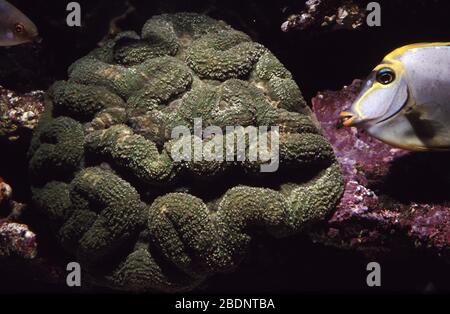 Cervello lobato o corallo cactus, Lobophyllia hemprichii Foto Stock