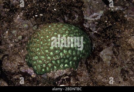 Corallo a pomolo grande, Dipsastraea (Favia) speciosa Foto Stock