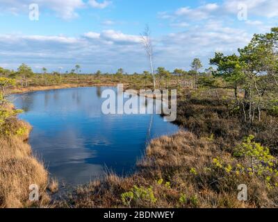 Paesaggio con laghetti di palude blu circondato da piccoli pini e betulle e muschio verde nella primavera con cielo blu nel Grande Kemeri Bog, Lettonia Foto Stock