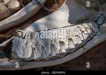 Primo piano di alcuni dei denti nella mandibola inferiore di un cranio elefante Foto Stock