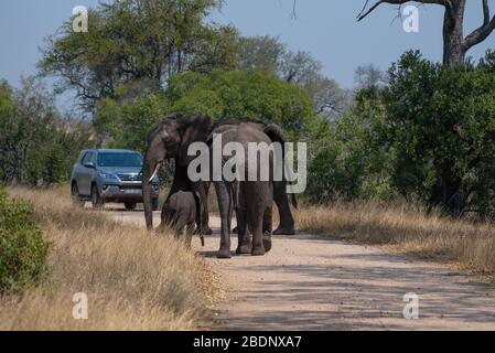 Turisti che guardano un piccolo gruppo di elefanti nel Parco Nazionale Kruger Foto Stock