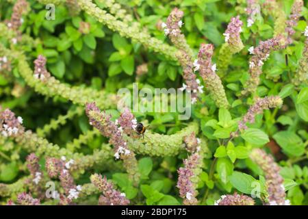 Piccola fioritura primavera fiori rosa pesca fioriscono sul suo ramo in campo nella stagione estiva su piccola pianta e con piccoli petali e foglie verdi Foto Stock