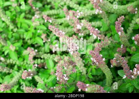 Piccola fioritura primavera fiori rosa pesca fioriscono sul suo ramo in campo nella stagione estiva su piccola pianta e con piccoli petali e foglie verdi Foto Stock